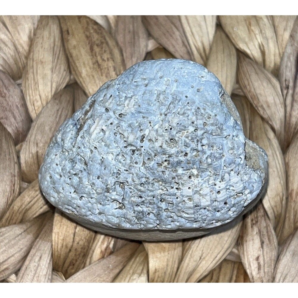 Panama Fossil Bivalve Acila isthmica Miocene Age Gatun Formation Shell